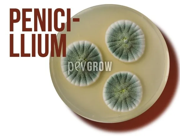 Placa de laboratorio con tres colonias verde azuladas de bordes blancos y surcos radiales, junto al rótulo «PENICILLIUM». Placa de laboratorio con tres colonias verde azuladas de bordes blancos y surcos radiales, junto al rótulo «PENICILLIUM».