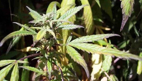 Primer plano de cannabis en floración con hojas estrechas, zonas amarillentas y bordes y tallos de tono morado.
