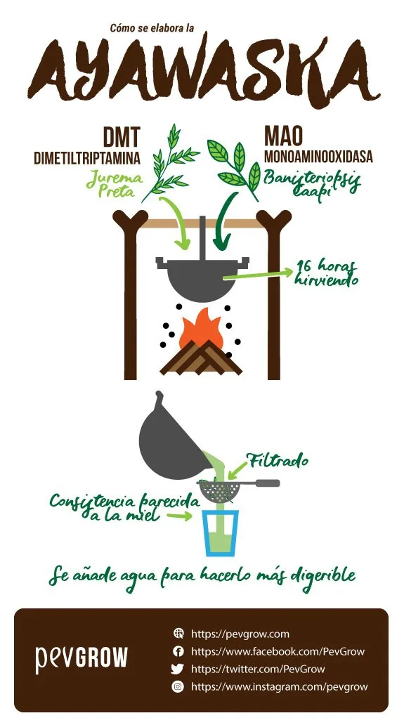 Infografía sobre la elaboración de ayahuasca, con plantas, una olla al fuego y las etapas de filtrado y dilución.