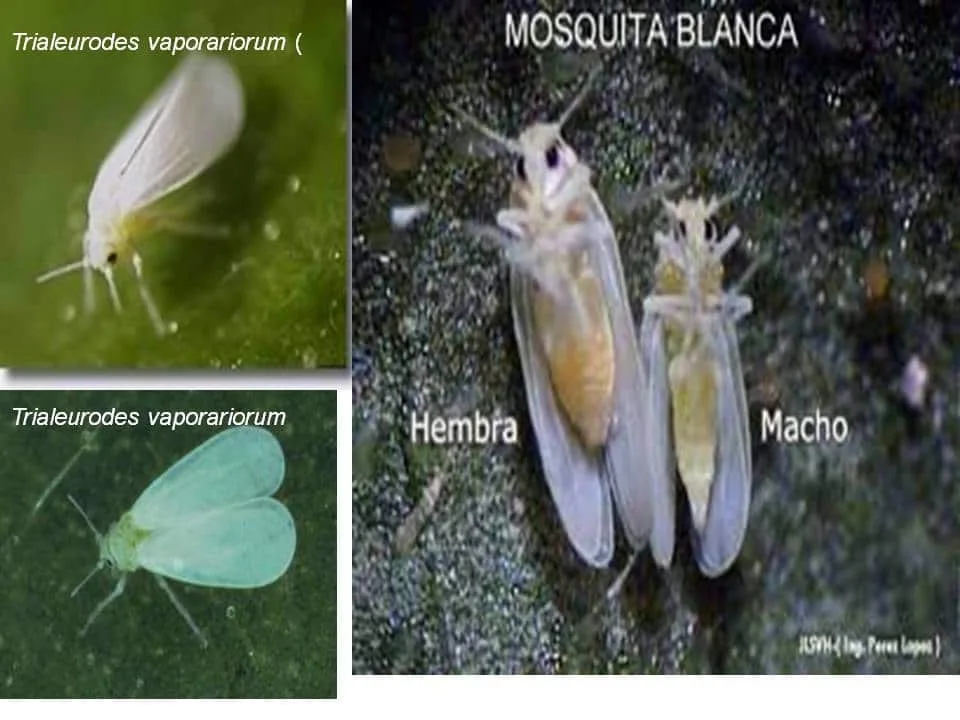 Comparación de moscas blancas Trialeurodes vaporariorum, con dos vistas sobre hojas y una ampliación rotulada «Hembra» y «Macho».