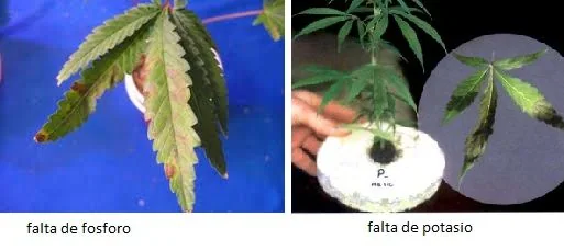 Comparación de hojas de cannabis deterioradas, con zonas amarillas y oscuras, rotuladas como falta de fósforo y falta de potasio.