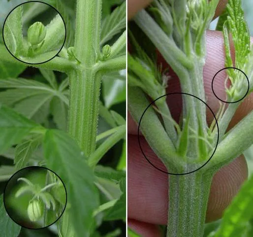 Primeros planos de nudos de cannabis con círculos que destacan estructuras florales redondeadas y filamentos claros. Primeros planos de nudos de cannabis con círculos que destacan estructuras florales redondeadas y filamentos claros.