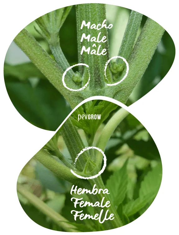 Comparación de preflores de cannabis macho y hembra, con círculos blancos que señalan sacos redondeados y filamentos en los nudos. Comparación de preflores de cannabis macho y hembra, con círculos blancos que señalan sacos redondeados y filamentos en los nudos.