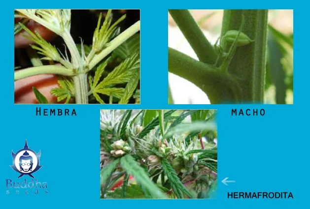 Tres fotografías de cannabis sobre fondo azul comparan estructuras de plantas etiquetadas como hembra, macho y hermafrodita. Tres fotografías de cannabis sobre fondo azul comparan estructuras de plantas etiquetadas como hembra, macho y hermafrodita.