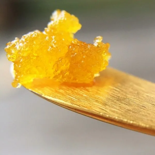 Primer plano de un concentrado amarillo dorado, translúcido y de textura granulada, sobre el extremo de una espátula. Primer plano de un concentrado amarillo dorado, translúcido y de textura granulada, sobre el extremo de una espátula.