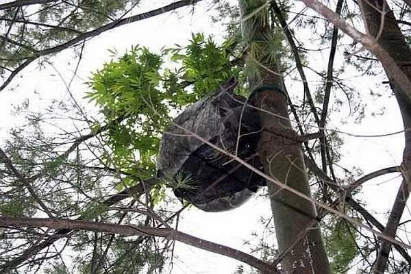 Contenedor negro sujeto al tronco de un árbol entre ramas, con una planta de hojas verdes que sobresale por arriba. Contenedor negro sujeto al tronco de un árbol entre ramas, con una planta de hojas verdes que sobresale por arriba.