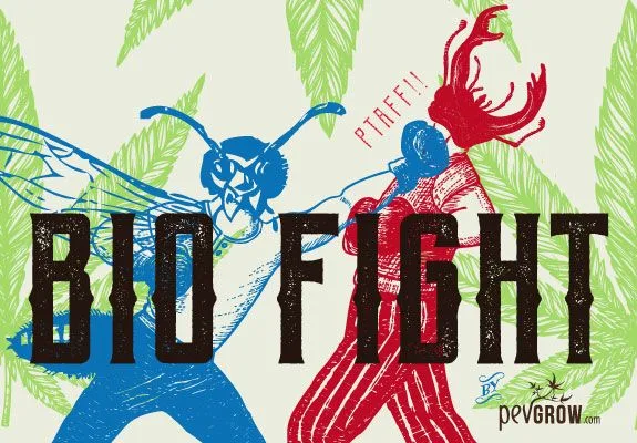 Ilustración de dos insectos con cuerpos de boxeadores enfrentados, entre hojas verdes y bajo el texto «BIO FIGHT». Ilustración de dos insectos con cuerpos de boxeadores enfrentados, entre hojas verdes y bajo el texto «BIO FIGHT».