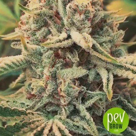 Primer plano de un cogollo de cannabis con abundantes tricomas, hojas pequeñas y pistilos anaranjados entre tonos verdes y morados.