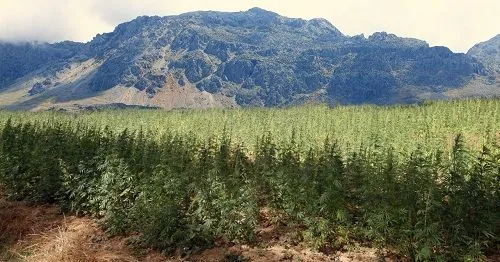Campo de cannabis con plantas en hileras al pie de una cordillera rocosa, bajo un cielo parcialmente nublado. Campo de cannabis con plantas en hileras al pie de una cordillera rocosa, bajo un cielo parcialmente nublado.