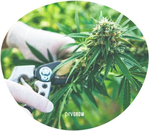 Manos con guantes blancos colocan unas tijeras de poda junto al tallo de una rama de cannabis con un cogollo, en un encuadre circular. Manos con guantes blancos colocan unas tijeras de poda junto al tallo de una rama de cannabis con un cogollo, en un encuadre circular.