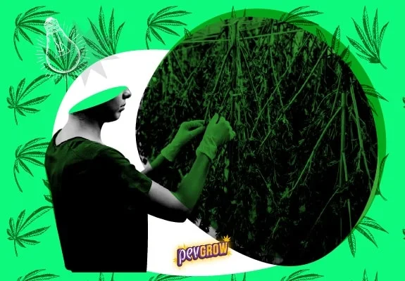 Montaje en tonos verdes de una persona con guantes manipulando ramas de cannabis colgadas, sobre un fondo con hojas dibujadas. Montaje en tonos verdes de una persona con guantes manipulando ramas de cannabis colgadas, sobre un fondo con hojas dibujadas.