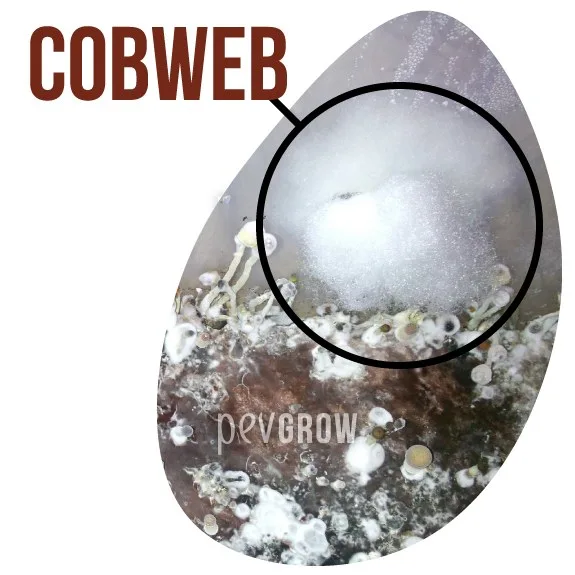 Cultivo de hongos con una masa blanca algodonosa resaltada por un círculo negro y el rótulo «COBWEB». Cultivo de hongos con una masa blanca algodonosa resaltada por un círculo negro y el rótulo «COBWEB».