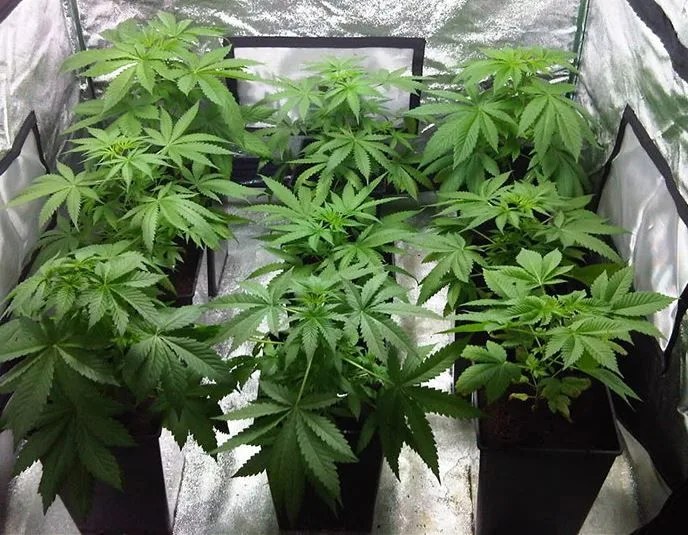 Varias plantas de cannabis de hojas verdes en macetas individuales dentro de un armario de cultivo con paredes reflectantes. Varias plantas de cannabis de hojas verdes en macetas individuales dentro de un armario de cultivo con paredes reflectantes.