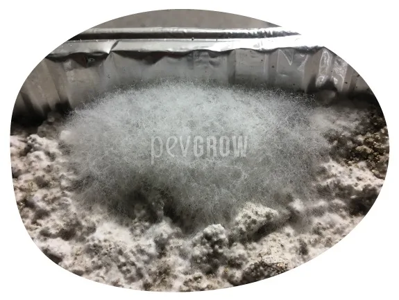 Crecimiento gris de aspecto algodonoso sobre un sustrato con zonas blancas, dentro de una bandeja de bordes metálicos. Crecimiento gris de aspecto algodonoso sobre un sustrato con zonas blancas, dentro de una bandeja de bordes metálicos.
