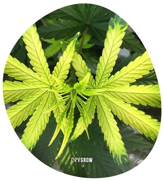 Vista superior de hojas de cannabis de tono amarillo verdoso, con nervaduras más verdes y hojas oscuras al fondo.