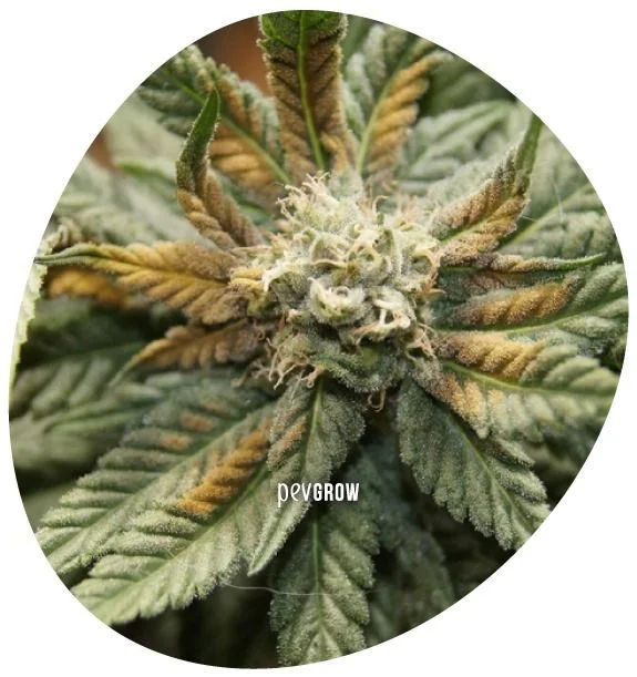 Primer plano de una flor de cannabis con filamentos claros y hojas curvadas que presentan zonas marrones y amarillentas.