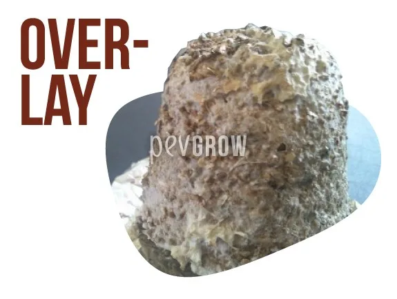 Bloque cilíndrico de cultivo cubierto por una capa irregular blanquecina, junto al rótulo «OVER-LAY». Bloque cilíndrico de cultivo cubierto por una capa irregular blanquecina, junto al rótulo «OVER-LAY».