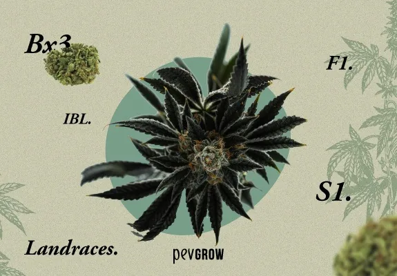 Composición con una flor de cannabis de hojas oscuras rodeada de los términos Bx3, IBL, F1, S1 y Landraces.