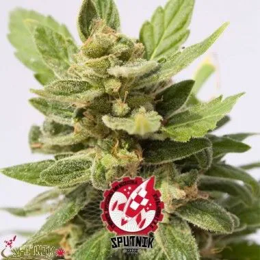 Primer plano de Critical Bang Auto de Sputnik Seeds, con cogollos verdes, pequeñas hojas y filamentos anaranjados; logotipo en la base.