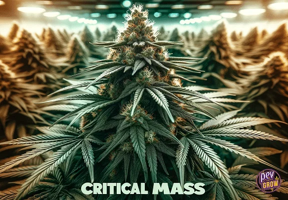 Planta de cannabis con flores densas y hojas dentadas en primer plano, entre hileras de plantas bajo lámparas, con el texto «Critical Mass». Planta de cannabis con flores densas y hojas dentadas en primer plano, entre hileras de plantas bajo lámparas, con el texto «Critical Mass».