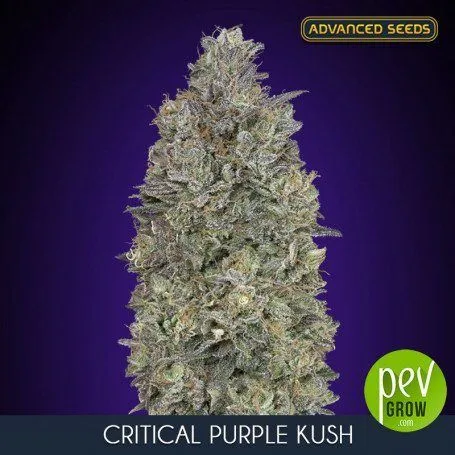 Cogollo alargado de cannabis sobre fondo morado, con el texto Critical Purple Kush y los logotipos de Advanced Seeds y Pevgrow.