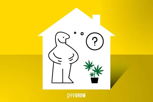 Ilustración de una persona junto a una maceta de cannabis y un signo de interrogación, dentro de una casa blanca sobre fondo amarillo. Ilustración de una persona junto a una maceta de cannabis y un signo de interrogación, dentro de una casa blanca sobre fondo amarillo.