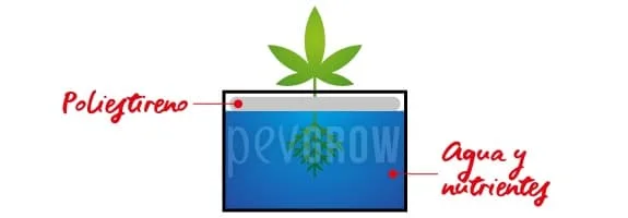 Esquema de cultivo acuático con una planta sobre una lámina de poliestireno y sus raíces sumergidas en agua con nutrientes.