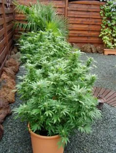 Plantas frondosas de cannabis en macetas alineadas en un patio de grava, junto a una valla de madera y otras plantas.