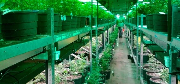 Pasillo de cultivo interior con macetas de cannabis en estanterías a ambos lados y una persona al fondo bajo luz verdosa. Pasillo de cultivo interior con macetas de cannabis en estanterías a ambos lados y una persona al fondo bajo luz verdosa.
