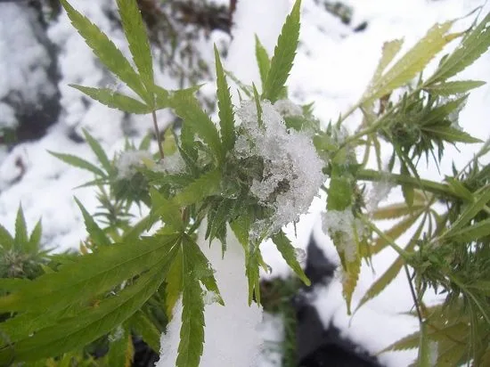 Primer plano de una planta de cannabis con nieve acumulada sobre un cogollo y entre sus hojas, en un entorno nevado.