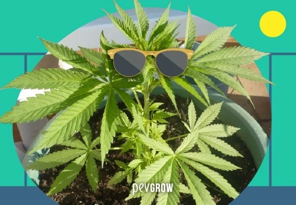 Planta de cannabis en maceta con unas gafas de sol superpuestas, en un recorte circular sobre un fondo turquesa con un sol amarillo. Planta de cannabis en maceta con unas gafas de sol superpuestas, en un recorte circular sobre un fondo turquesa con un sol amarillo.