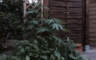 Plantas de cannabis de distintas alturas en un rincón exterior delimitado por paneles de madera, en una fotografía poco nítida. Plantas de cannabis de distintas alturas en un rincón exterior delimitado por paneles de madera, en una fotografía poco nítida.