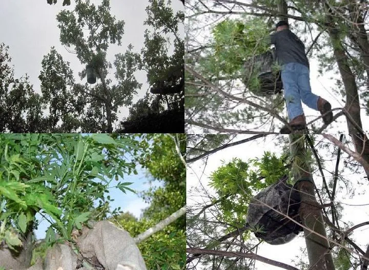 Collage de cuatro fotos con plantas en contenedores elevados entre ramas y una persona subida a un árbol junto a uno de ellos. Collage de cuatro fotos con plantas en contenedores elevados entre ramas y una persona subida a un árbol junto a uno de ellos.