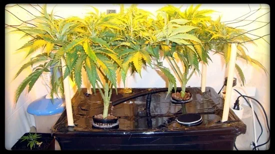 Plantas de cannabis en macetas de rejilla sobre un depósito negro, con tubos y soportes blancos en un espacio interior iluminado. Plantas de cannabis en macetas de rejilla sobre un depósito negro, con tubos y soportes blancos en un espacio interior iluminado.