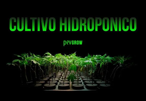 Filas de plantas jóvenes en soportes circulares sobre fondo negro, bajo el título verde «Cultivo hidropónico» y la marca Pevgrow. Filas de plantas jóvenes en soportes circulares sobre fondo negro, bajo el título verde «Cultivo hidropónico» y la marca Pevgrow.