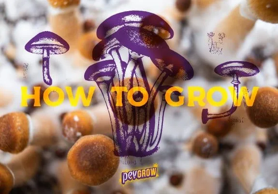 Setas de sombrero marrón en primer plano, con dibujos morados de hongos y el texto amarillo «HOW TO GROW» superpuesto. Setas de sombrero marrón en primer plano, con dibujos morados de hongos y el texto amarillo «HOW TO GROW» superpuesto.