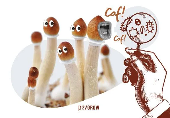 Montaje de hongos con ojos y una boca añadidos, junto a una mano dibujada que sostiene una lupa con microbios y el texto «Cof!». Montaje de hongos con ojos y una boca añadidos, junto a una mano dibujada que sostiene una lupa con microbios y el texto «Cof!».