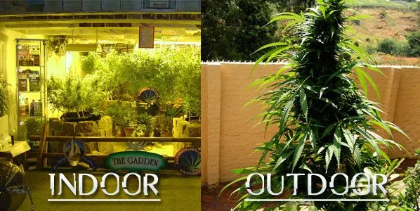 Comparativa de un cultivo interior bajo luz amarilla y una planta de cannabis al aire libre, con los rótulos «INDOOR» y «OUTDOOR». Comparativa de un cultivo interior bajo luz amarilla y una planta de cannabis al aire libre, con los rótulos «INDOOR» y «OUTDOOR».