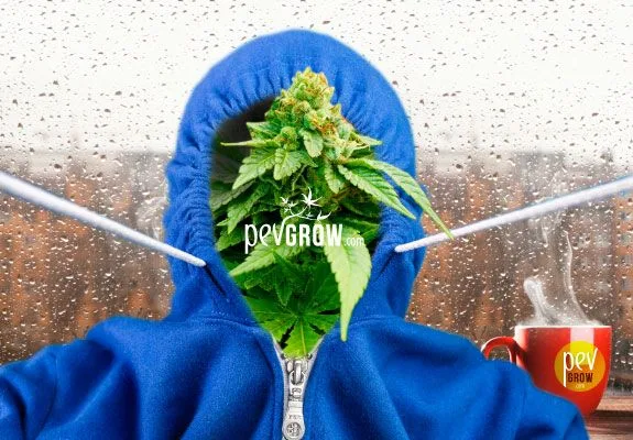 Montaje de una planta de cannabis dentro de una sudadera azul con capucha, ante una ventana con gotas y junto a una taza humeante. Montaje de una planta de cannabis dentro de una sudadera azul con capucha, ante una ventana con gotas y junto a una taza humeante.