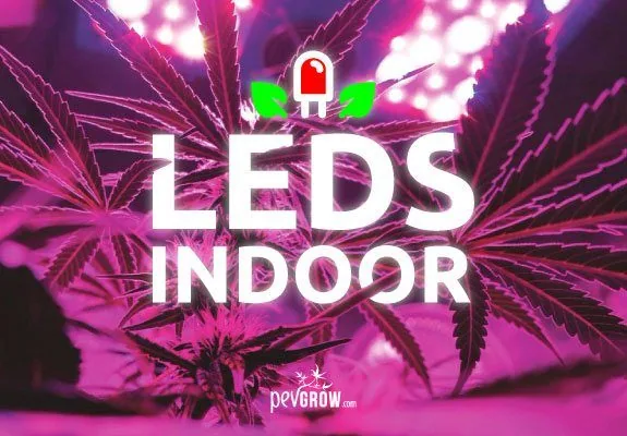 Hojas de cannabis bajo luces de tonos rosas y violetas, con el texto blanco «LEDS INDOOR» y un icono de diodo con hojas verdes. Hojas de cannabis bajo luces de tonos rosas y violetas, con el texto blanco «LEDS INDOOR» y un icono de diodo con hojas verdes.