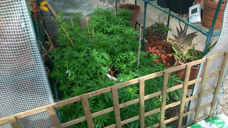 Plantas de cannabis con tutores dentro de un pequeño invernadero, tras una celosía de madera y junto a otras plantas en macetas. Plantas de cannabis con tutores dentro de un pequeño invernadero, tras una celosía de madera y junto a otras plantas en macetas.