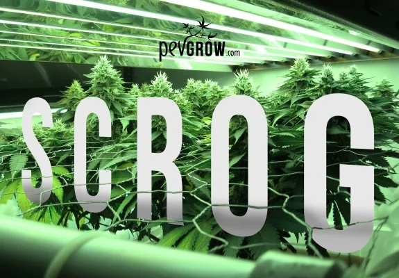 Plantas de cannabis en floración entre una malla horizontal y tubos de luz, con el texto «SCROG» superpuesto en letras grandes. Plantas de cannabis en floración entre una malla horizontal y tubos de luz, con el texto «SCROG» superpuesto en letras grandes.