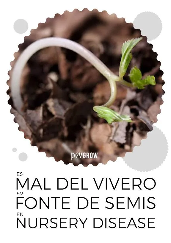 Plántula con tallo pálido doblado sobre el sustrato y pequeñas hojas verdes, junto al texto «Mal del vivero» en tres idiomas. Plántula con tallo pálido doblado sobre el sustrato y pequeñas hojas verdes, junto al texto «Mal del vivero» en tres idiomas.