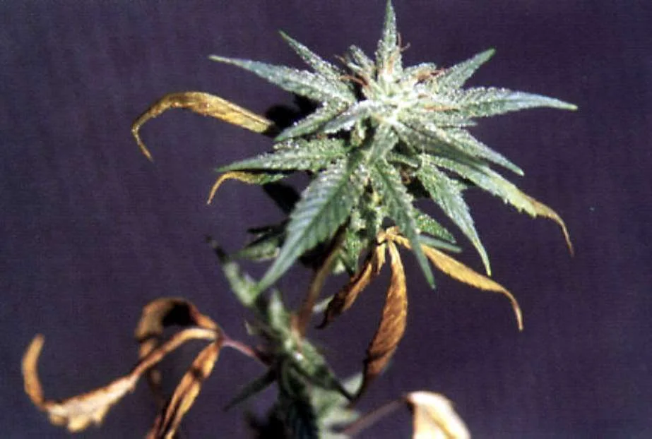 Detalle de cannabis en floración con hojas verdes junto al cogollo y otras amarillas y marrones, secas y curvadas, sobre fondo oscuro.