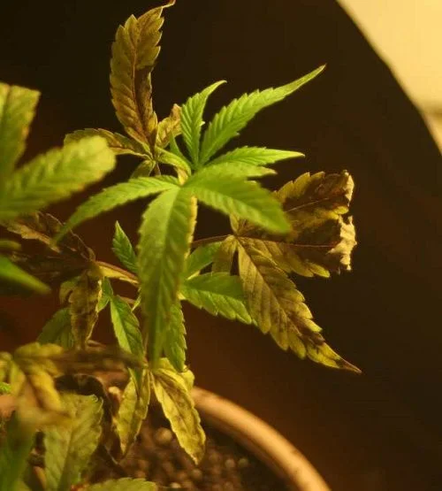 Primer plano de una planta de cannabis con hojas verdes y otras amarillentas, marrones y secas, con bordes curvados.