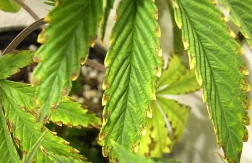 Primer plano de hojas de cannabis con zonas amarillentas y bordes serrados con manchas marrones y puntas secas.