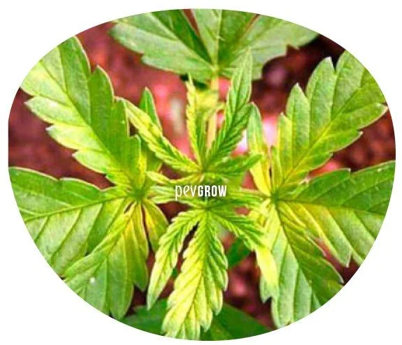 Vista superior de hojas de cannabis verdes con franjas amarillentas en bordes y entre nervaduras, sobre un fondo rojizo desenfocado.