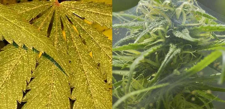 Dos primeros planos de cannabis: hojas con abundantes puntos claros y un cogollo con finos hilos entre las hojas.
