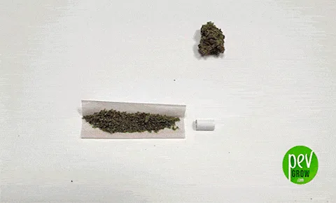 Vista cenital de un papel de liar con cannabis desmenuzado, una boquilla blanca a su derecha y un cogollo en la parte superior.