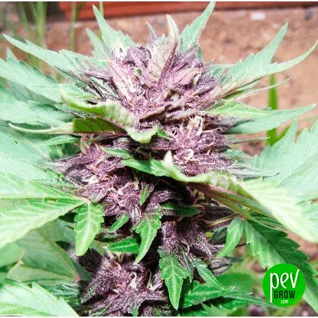 Primer plano de una planta de cannabis con cogollos morados, filamentos claros y hojas verdes dentadas, con el logotipo de Pevgrow.